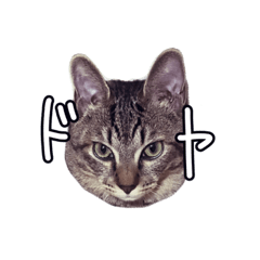 [LINEスタンプ] 関西弁のねここ