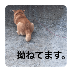 [LINEスタンプ] 芝犬らん