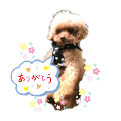 我が家のあろはちゃん❶