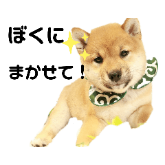 [LINEスタンプ] ボストンケンネル の仲間たち①