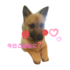 Natsu.ペット