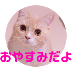 [LINEスタンプ] 色々ゆめちゃんスタンプ