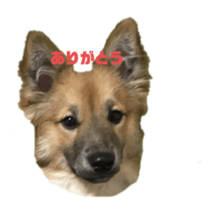[LINEスタンプ] ビビリ犬ペコちゃんの画像（メイン）