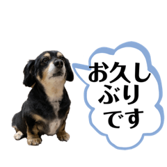 [LINEスタンプ] 大好き！ チワックス