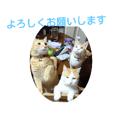 [LINEスタンプ] 猫礼儀