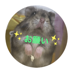 [LINEスタンプ] ジャンハムのジャガ