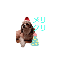 [LINEスタンプ] キャバシーズー・ノアのスタンプ3