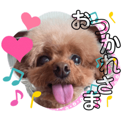 我が家のあろはちゃん❸