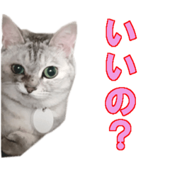 [LINEスタンプ] うちのにゃんにゃんスタンプ2