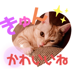 [LINEスタンプ] コロンたんTHEがぶりえーる