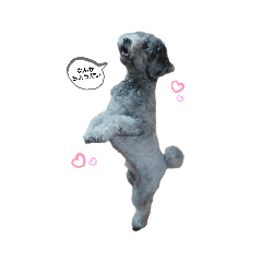 [LINEスタンプ] プードルファミリー＆ダックス