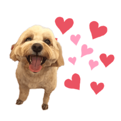 [LINEスタンプ] マルプーのメイプル（コメント無し）