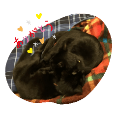 [LINEスタンプ] ねこくんだよ！