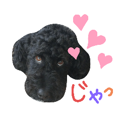 [LINEスタンプ] 黒プーの豆太