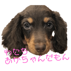 [LINEスタンプ] ららくんスタンプ