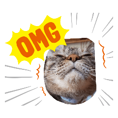 [LINEスタンプ] 【にゃんず通信②】