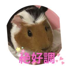 [LINEスタンプ] モルモットのゴマ3