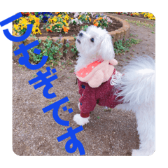 [LINEスタンプ] すくすくこむすけ②