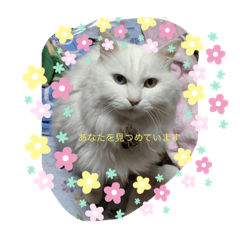 [LINEスタンプ] お互いを大切に想うスタンプ