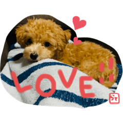 [LINEスタンプ] ラテさんのまいにち。