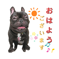 [LINEスタンプ] フレブル くろすけとトイプーぷーすけ