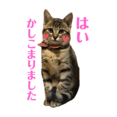 [LINEスタンプ] 今日のこむぎたん2