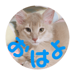 [LINEスタンプ] レオたんスタンプ0221