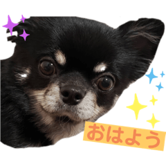 [LINEスタンプ] 黒蜜すたんぷ