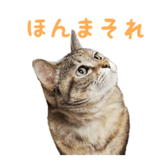 [LINEスタンプ] 関西生まれのねこスタンプ