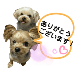 [LINEスタンプ] 双子のヨーキー