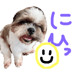 [LINEスタンプ] シーズー祭り2