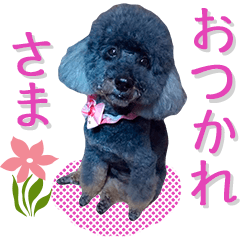 [LINEスタンプ] トイプードル、リリィのスタンプ、第2弾！