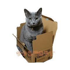 [LINEスタンプ] 愛猫マリンスタンプ
