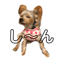 [LINEスタンプ] ヨーキーセラと時々スーチャン