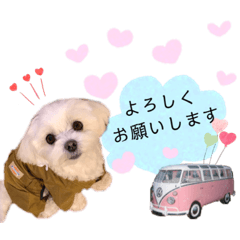 [LINEスタンプ] マルチーズのポコ•ﻌ•