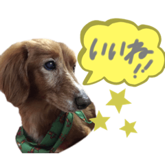 [LINEスタンプ] ダックスフンドのたいちくん