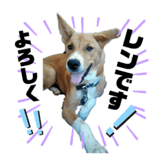 [LINEスタンプ] 紀州犬 レンのスタンプ