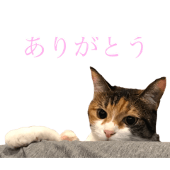 [LINEスタンプ] ねむにゃお