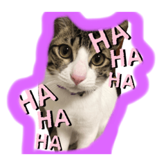 [LINEスタンプ] ちび猫ちゃん♡♡♡