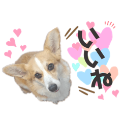 [LINEスタンプ] コーギー♡クレアのスタンプ