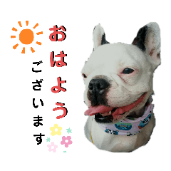 [LINEスタンプ] フレブルコウちゃんと 仲間たち