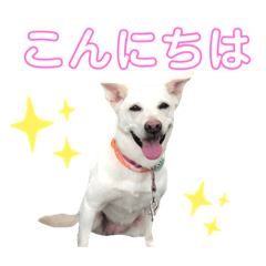 [LINEスタンプ] ランちゃんスタンプ★