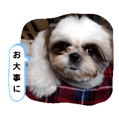 [LINEスタンプ] 我が家のもじゃ 5