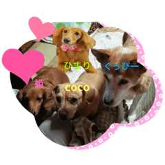 [LINEスタンプ] はっとり家のわんこ▼・ω・▼