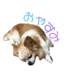 [LINEスタンプ] チワワのポテ