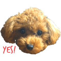 [LINEスタンプ] 高山家の主張