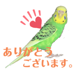 [LINEスタンプ] セキセイインコのにかちゃん。