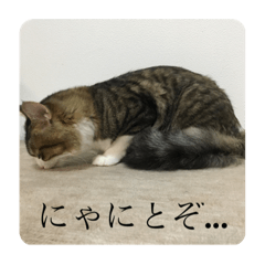 [LINEスタンプ] カツオ君3