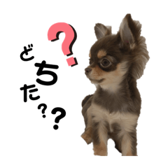 [LINEスタンプ] うにちゃんすたんぷ5