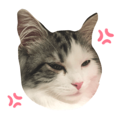[LINEスタンプ] 豆乳と書いて、ソイと読みます。